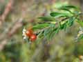 Daphne gnidium