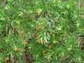 Daphne gnidium