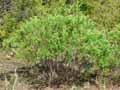 Daphne gnidium