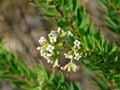 Daphne gnidium