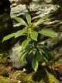 Daphne laureola