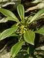 Daphne laureola