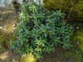 Daphne laureola