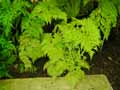 Thyrsopteris elegans