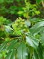 Trochodendron aralioides