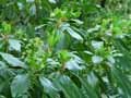Trochodendrales