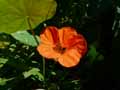 Tropaeolum majus
