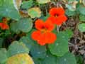 Tropaeolum majus