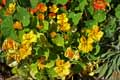 Tropaeolum majus