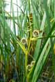 Typhaceae-Sparganium-erectum-Rubanier-dresse-7482.jpg