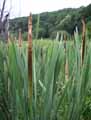 Typha angustifolia