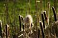 Typha latifolia