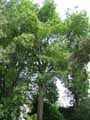 Celtis australis
