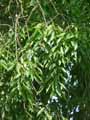 Celtis australis