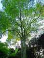 Ulmaceae-Celtis-australis-Micocoulier.jpg