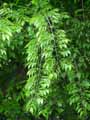 Celtis occidentalis
