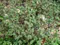 Ulmus parvifolia