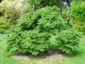 Ulmus x elegantissima Jacueline Hillier