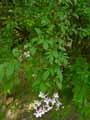 Zelkova carpinifolia