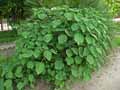 Urticaceae-Boehmeria-nivea-Ramie-blanche-Herbe-de-Chine-Ortie-de-Chine.jpg