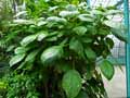 Urticaceae-Myriocarpa-cordifolia-Bois-d-leau-Griseb.jpg