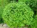 Parietaria officinalis