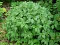 Parietaria officinalis