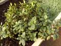 Urticaceae-Pilea-cardierei-Plante-aluminium-Pilea.jpg