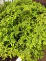Urticaceae-Pilea-serpyllacea-Mexican-artillery.jpg