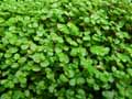 Urticaceae-Soleirolia-soleirolii-Helxine-Larmes-de-bebe.jpg