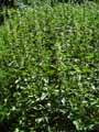 Urtica dioica