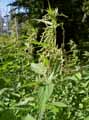 Urtica dioica