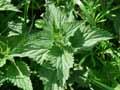 Urtica dioica