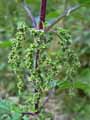 Urtica dioica