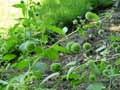 Urtica pilulifera