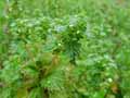 Urtica urens