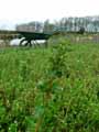 Urtica urens