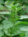 Urtica urens