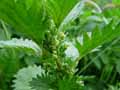 Urtica urens