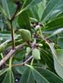 Avicennia germinans