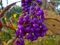 Callicarpa bodinieri