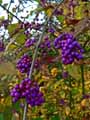 Callicarpa bodinieri