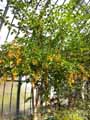 Duranta erecta