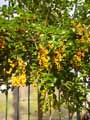 Duranta erecta