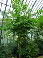 Verbenaceae-Duranta-erecta-Vanillier-de-Cayenne-Duranta-dresse.jpg