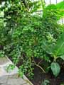 Verbenaceae-Gmelina-philippensis-Sousou.jpg