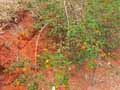 Lantana camara