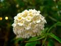Lantana camara Bianco