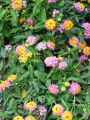 Lantana camara