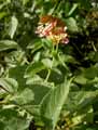 Lantana camara